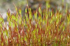 Moss and its use in Bonsa