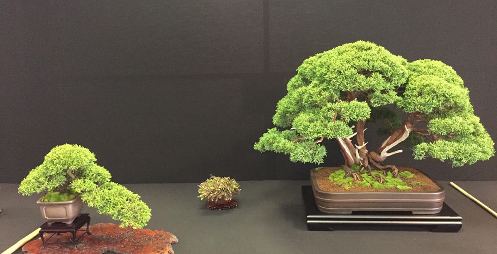 Juniper show display