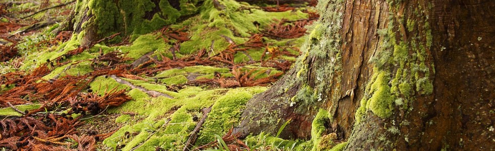 Moss