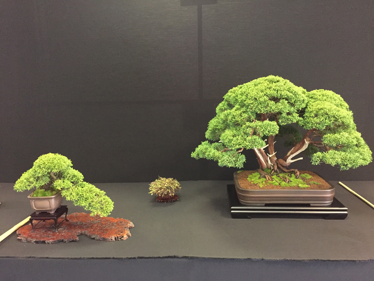 Show presentaion of Junipers and accent plant
