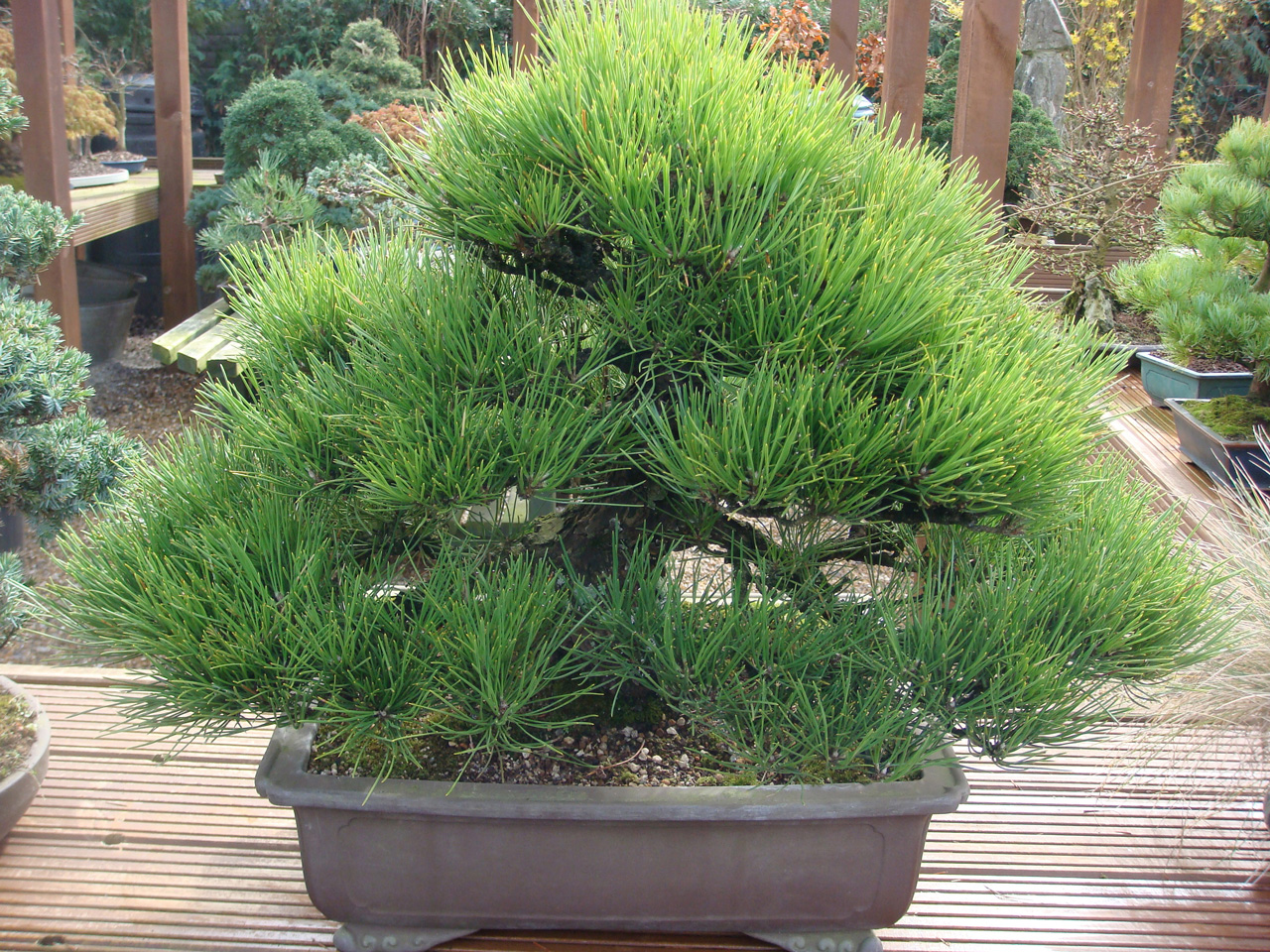 Black_Pine_Bonsai