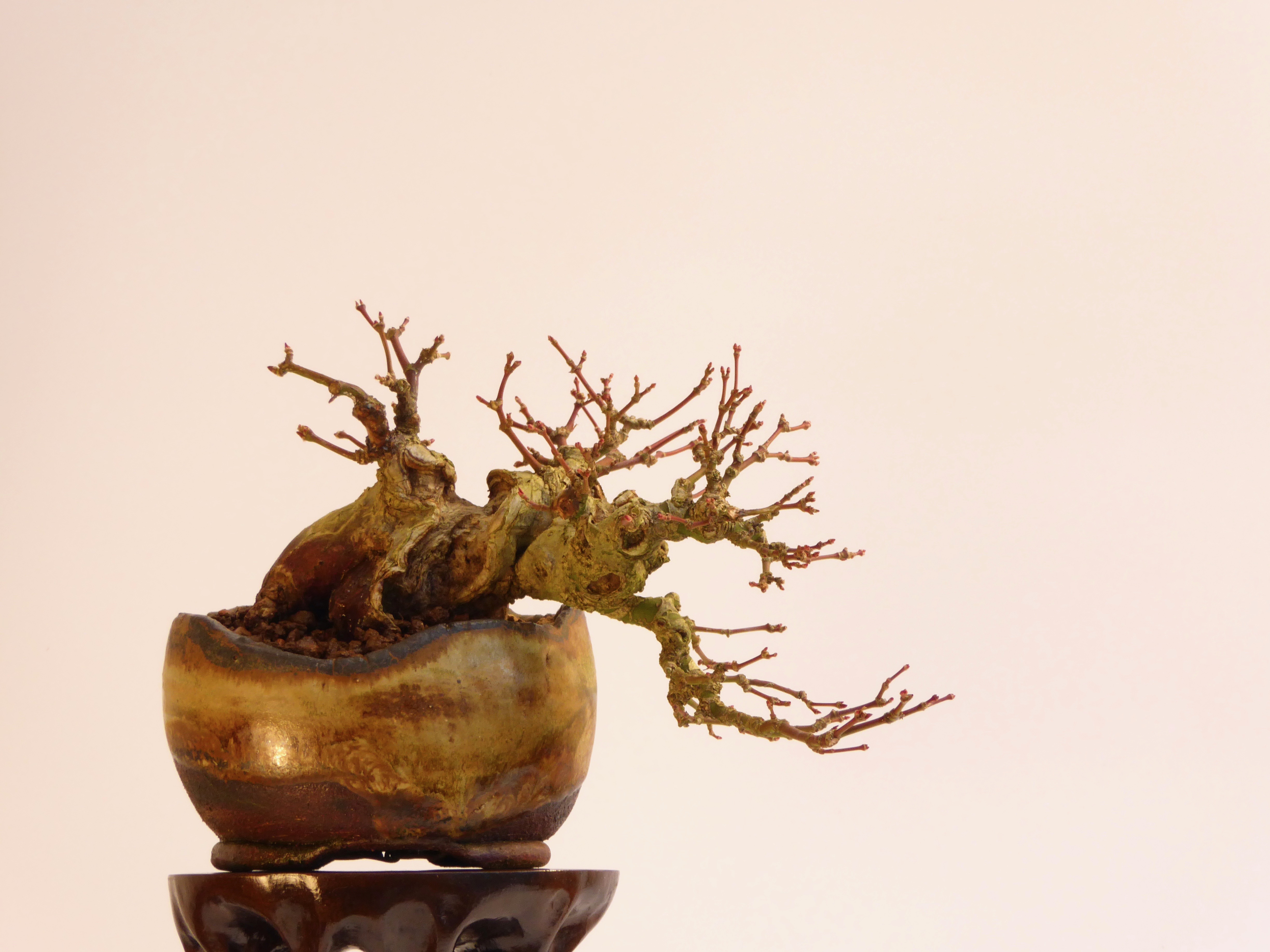 TB Acer January 2017