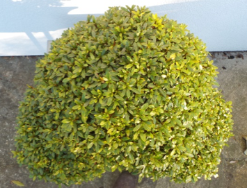 Top of Kozan Satsuki